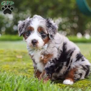 Waffles, Mini Aussiedoodle Puppy