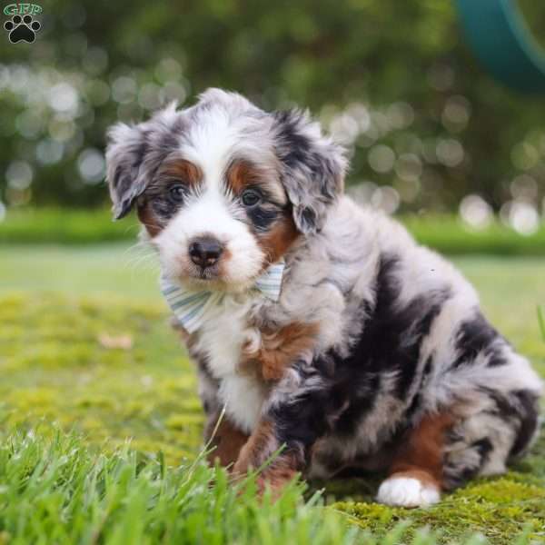 Waffles, Mini Aussiedoodle Puppy