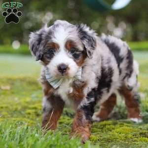 Waffles, Mini Aussiedoodle Puppy