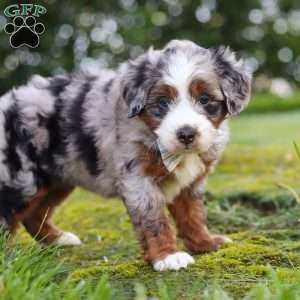Waffles, Mini Aussiedoodle Puppy