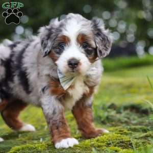 Waffles, Mini Aussiedoodle Puppy