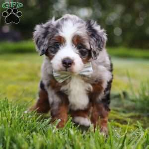 Waffles, Mini Aussiedoodle Puppy