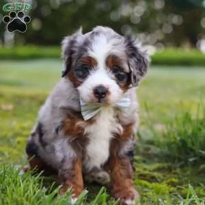 Waffles, Mini Aussiedoodle Puppy