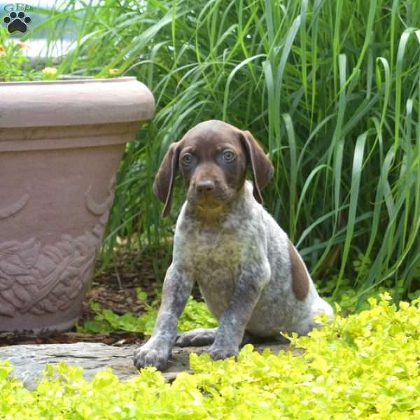 Waffles, German Shorthaired Pointer Puppy