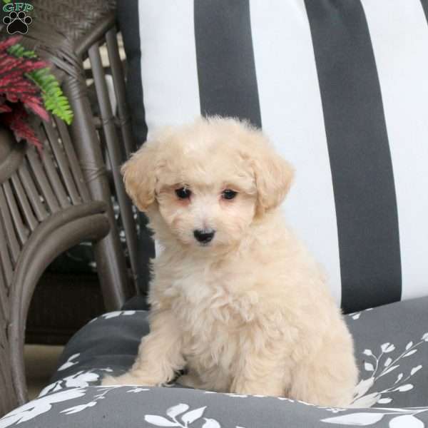 Waffles, Bich-Poo Puppy