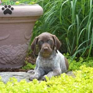 Waffles, German Shorthaired Pointer Puppy