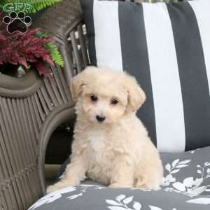 Waffles, Bich-Poo Puppy