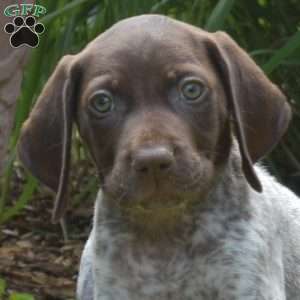 Waffles, German Shorthaired Pointer Puppy
