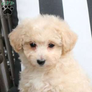 Waffles, Bich-Poo Puppy