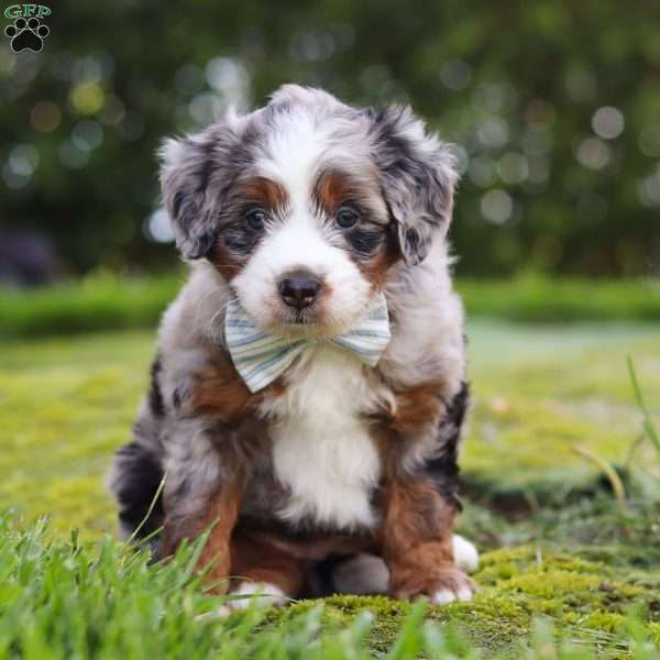 Waffles, Mini Aussiedoodle Puppy