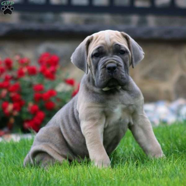 Waldo, Cane Corso Puppy