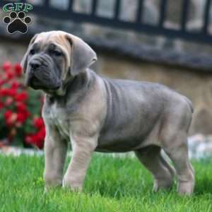 Waldo, Cane Corso Puppy