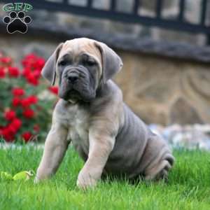 Waldo, Cane Corso Puppy