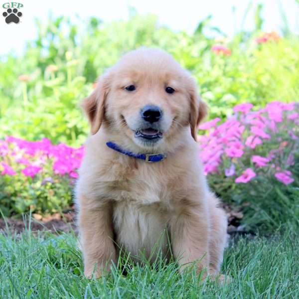 Walker, Golden Retriever Puppy