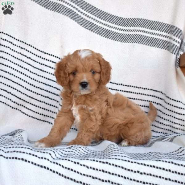 Walker, Cavapoo Puppy