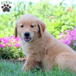 Walker, Golden Retriever Puppy