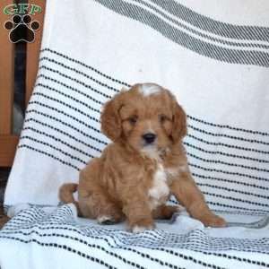 Walker, Cavapoo Puppy