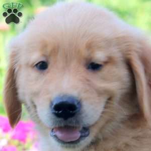 Walker, Golden Retriever Puppy