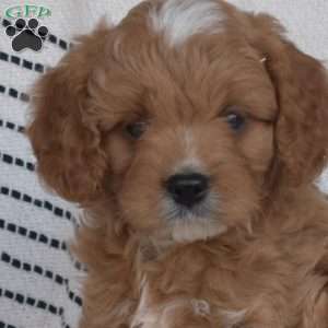 Walker, Cavapoo Puppy