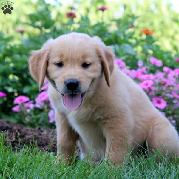 Walter, Golden Retriever Puppy