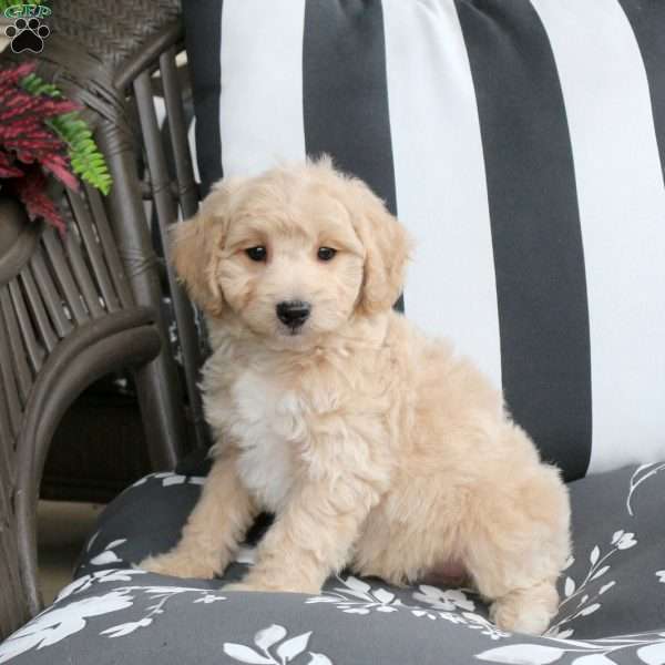 Walter, Bich-Poo Puppy