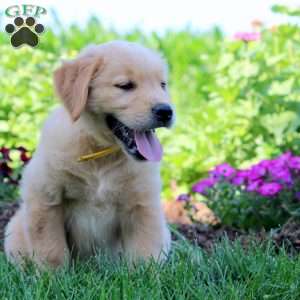 Walter, Golden Retriever Puppy