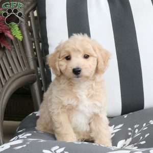 Walter, Bich-Poo Puppy
