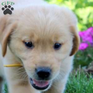 Walter, Golden Retriever Puppy