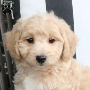Walter, Bich-Poo Puppy