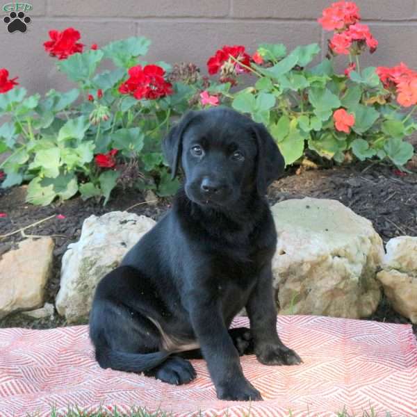Wanda, Black Labrador Retriever Puppy