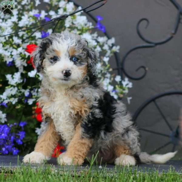 Wanda, Mini Bernedoodle Puppy