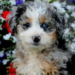 Wanda, Mini Bernedoodle Puppy