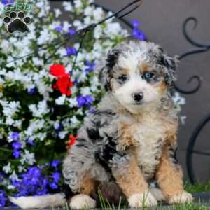 Wanda, Mini Bernedoodle Puppy