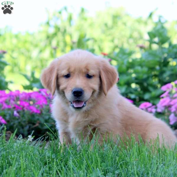 Warren, Golden Retriever Puppy