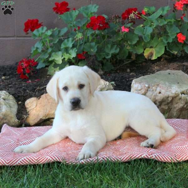 Warren, Yellow Labrador Retriever Puppy