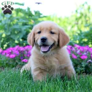 Warren, Golden Retriever Puppy