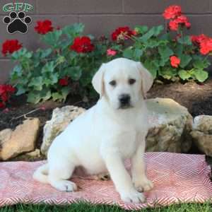 Warren, Yellow Labrador Retriever Puppy