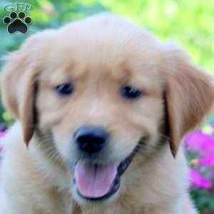 Warren, Golden Retriever Puppy