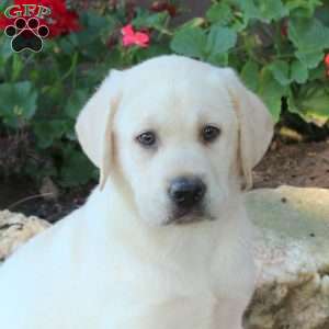 Warren, Yellow Labrador Retriever Puppy