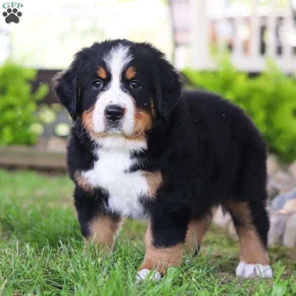 Warrior, Bernese Mountain Dog Puppy