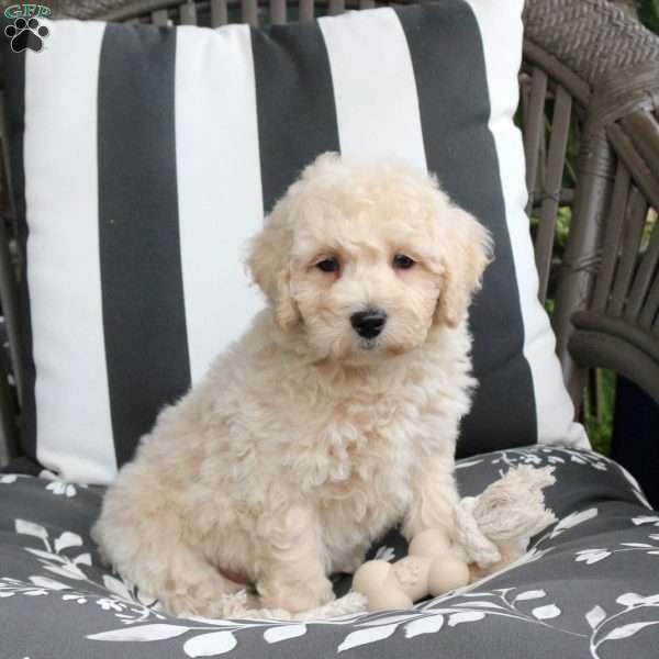 Watson, Bich-Poo Puppy