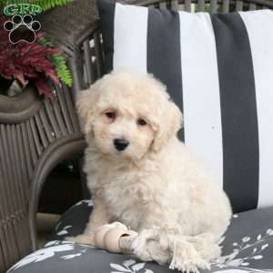 Watson, Bich-Poo Puppy