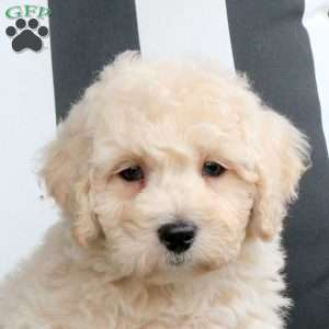 Watson, Bich-Poo Puppy