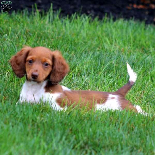 Watson, Dachshund Puppy