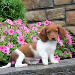 Watson, Dachshund Puppy