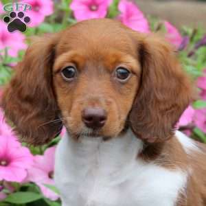 Watson, Dachshund Puppy