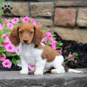 Watson, Dachshund Puppy