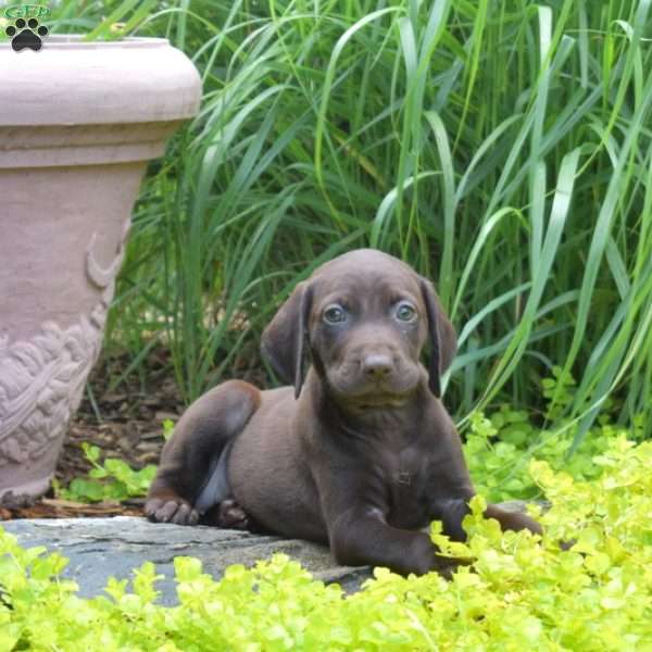 Waverly, German Shorthaired Pointer Puppy