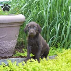 Waverly, German Shorthaired Pointer Puppy