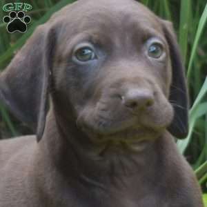 Waverly, German Shorthaired Pointer Puppy